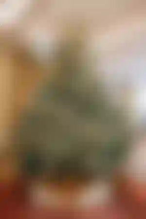 Живое дерево достигает пяти метров в высоту.